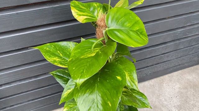 80cm Epipremnum Aureum Mosspole | House Pant | 19cm Pot | 80cm Height смотреть онлайн