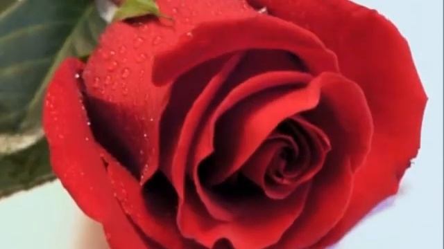 ЗЕМНАЯ КОРОЛЕВА смотреть онлайн