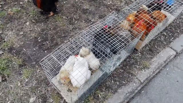Выставка-ярмарка голубей и декоративных птиц. (22 февраля г.Кривой Рог Украина) ЧАСТЬ 4