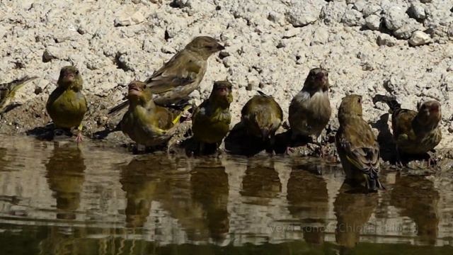 PEQUEÑOS PERO IMPORTANTES / SMALL BUT INTERESTINGS смотреть онлайн