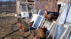 Куры билефельдер Рождественский выпуск.