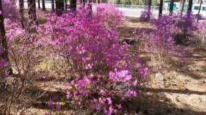 Багульник цветёт!