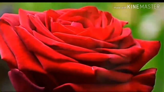 К 220-летию А. С. Пушкина, романс "Роза" муз. Нелли Хакель смотреть онлайн