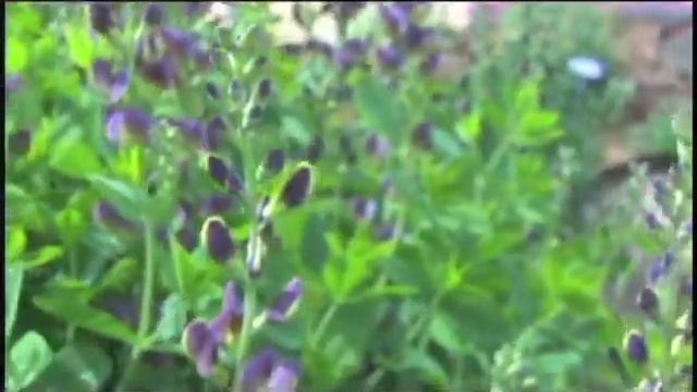Baptista (False Indigo) 'Twilight Prairie Blues' смотреть онлайн