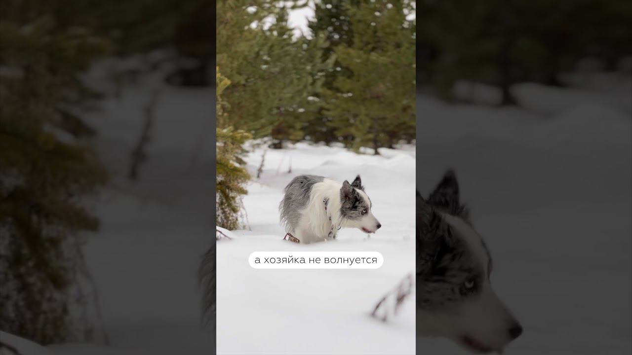 Наш флагманский продукт — GPS-трекер Dogs! WB арт 162135437 #gpsтрекер #собаки #бордерколли #питомцы