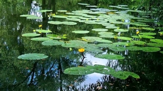 ВОЛШЕБНА НОЧЬ В СИЯНИИ ЛУНЫ смотреть онлайн