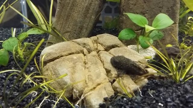 Травник 45 литров. Гуппи, сомики. Акваскейп. смотреть онлайн