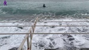 Крым. ЮБК. Мисхор. Пляжу "Русалка" досталось: сломало дерево и пробило палатку! 20.11.23