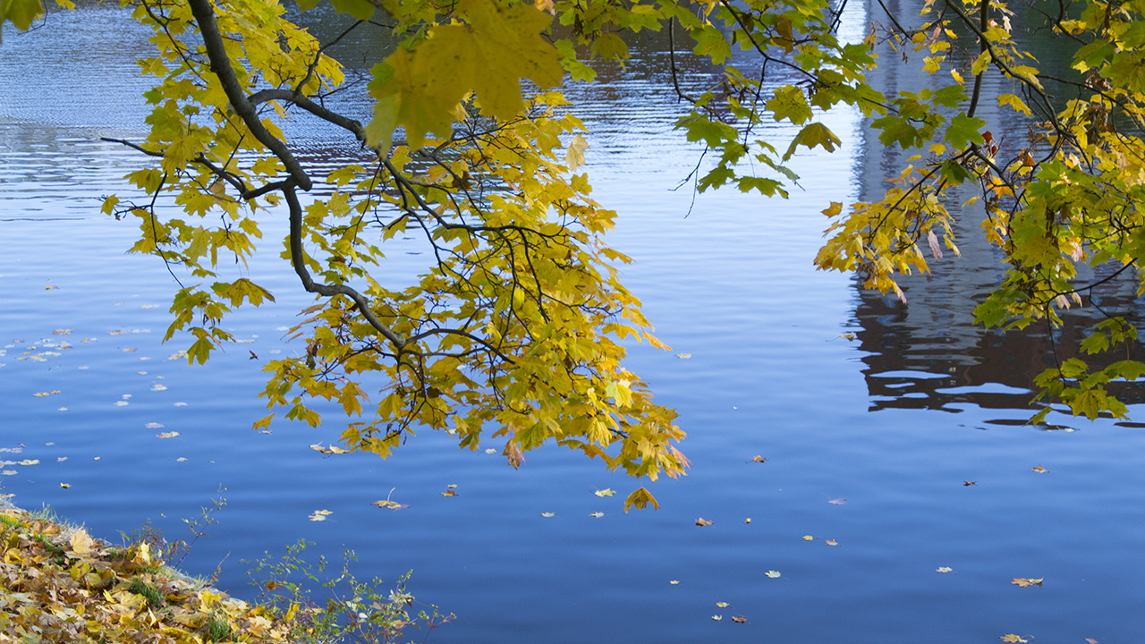 Золотая осень на Нижнем озере Калининграда