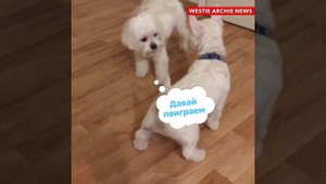 ВЕСТХАЙЛЕНД И МАЛЬТЕЗЕ: НАЧАЛО ДРУЖБЫ / WESTIE & MALTESE FRIENDSHIP