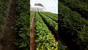 Клубника Клери в Теплице