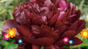 Пион молочноцветковый Армани (Armani). Краткий обзор, описание характеристик, где купить саженцы