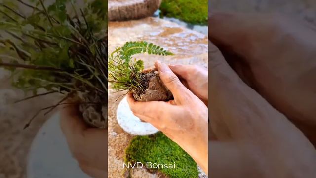 Teach you how to make moss ball bonsai - Top Bonsai 2