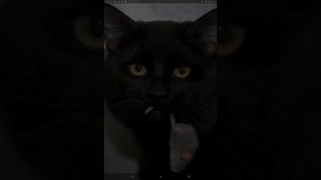 Красивая ЧЕРНАЯ кошка .К счастью - талисман смотреть онлайн