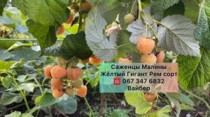 Малины?ремонтантный сорт Жёлтый Гигант купить саженцы почтой