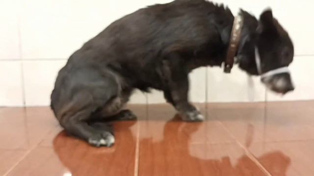 "Старушечка" ДЕРЖИСЬ!!!! 2 собаки попали в ДТП, одной из них повезло больше, одной меньше.... смотреть онлайн