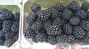 Сбор ежевики Небеса и Джамбо. Краткий отзыв.