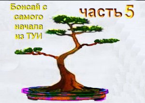 Бонсай из туи Плоскове́точник, Плати́кладус, Био́та Часть 5 Platýcladus с самого начала Обрезка.