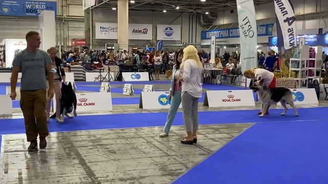 27.08.21 Киев «Золотые ворота-2021» кобели интермедиа смотреть онлайн