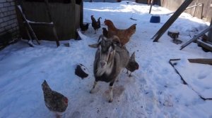 КОЗА и КУРИЦА - цирк для двоих