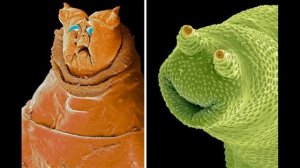 Петька -микроб. 1-4 глава. Сказка Г. Остера