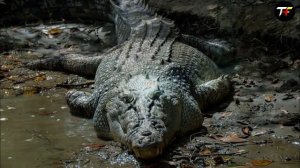 Sapne me magarmach dekhna | Crocodile in dream | magarmach ka sapna dekhna |