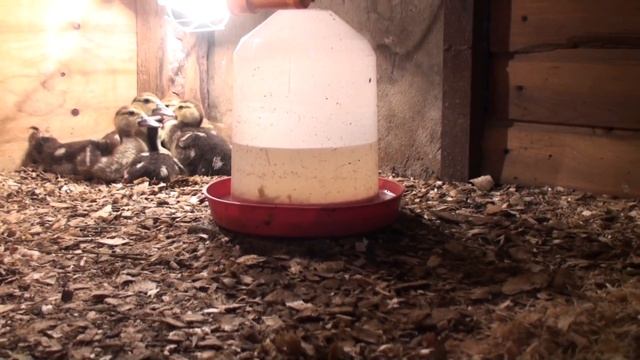 Индоутки, Содержание, Часть-3 Индоутята, Кормушка и Поилка