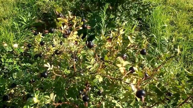 Что делают и чем занимаются ведьмы