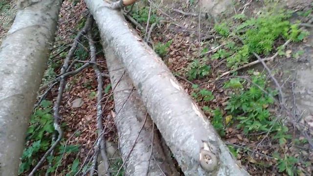 В Крыму Живут Великаны? Бурелом смотреть онлайн