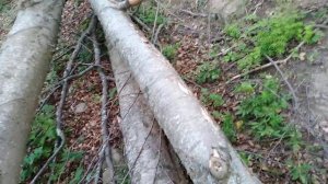 В Крыму Живут Великаны? Бурелом