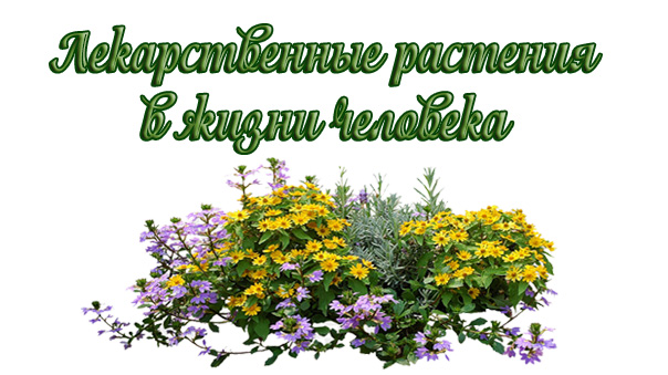 Какую ценность несут в себе лекарственные растения и какую важную роль играют в жизни человека.