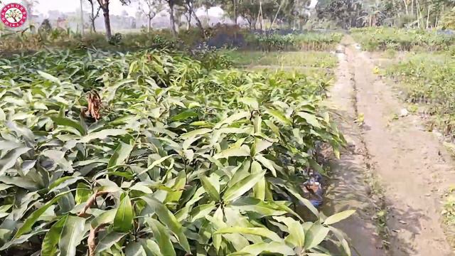 IMRAN NURSERY kolkata, mango and guava garden (plants available).get lots of money/very low price ₹ смотреть онлайн