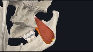 Медиальная крыловидная мышца (m. pterygoideus medialis) 3D Анатомия
