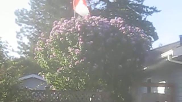 Beautiful Hibiscus Tree in White Rock смотреть онлайн