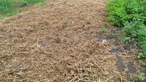 Медоносы: мордовник, синяк, фацелия. 04/07/2021