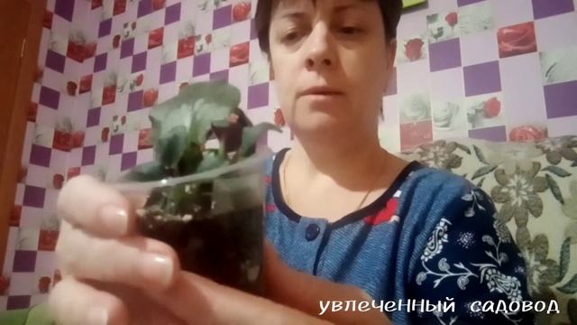 Фиалки, результаты укоренения. Некоторые важные моменты укоренения.