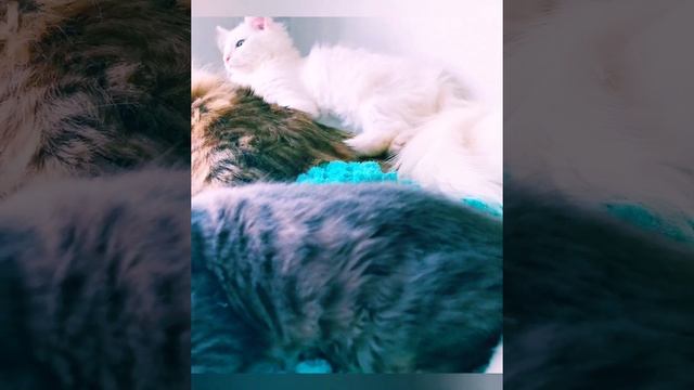 Котомяу  кот #котомания #Сибирский #голубой #серый #котёнок