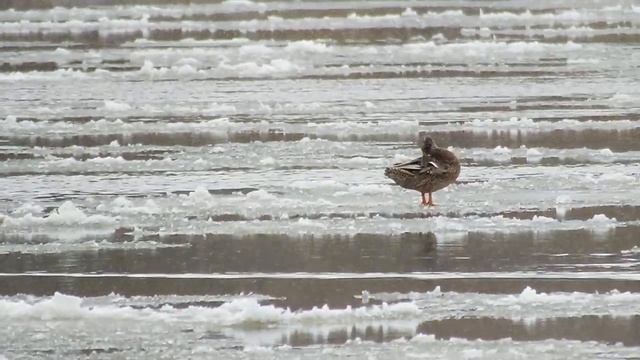 Сколько у зимы ледоставов смотреть онлайн