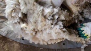 Стрижка овец ножницами