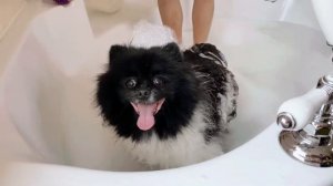 Белка решила помыть собаку. Шпиц - самая красивая и пушистая  собака - наш любимец семьи♥️♥️♥️