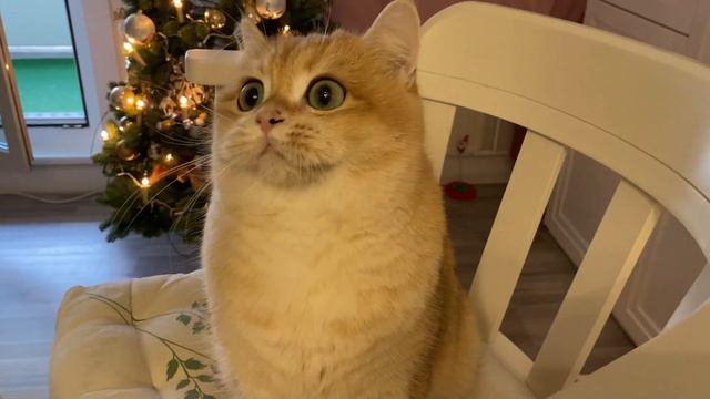 😻 ОДИН ВЕЧЕР С ЗОЛОТЫМИ КОШКАМИ🤩GOLDEN KITTENS🌞