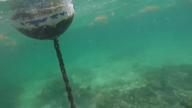 Мексика. Карибское море. Риф отеля Grand Palladium. Скаты. Барракуда. Китовая акула.