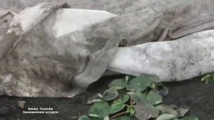 ЗЕМЛЯНИКА ПОСЛЕ ЗИМЫ , ВИДЕООБЗОР  КЛУБНИКИ РАННЕЙ ВЕСНОЙ