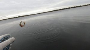 КТО ВЗЯЛ ЛИШНИЙ МЕШОК ПОД РЫБУ))) РЫБАЛКА НА ПОПЛАВОК ПОЗДНЕЙ ОСЕНЬЮ! ГОРБАЧЕЙ ПРИШЛОСЬ УГОВАРИВАТЬ