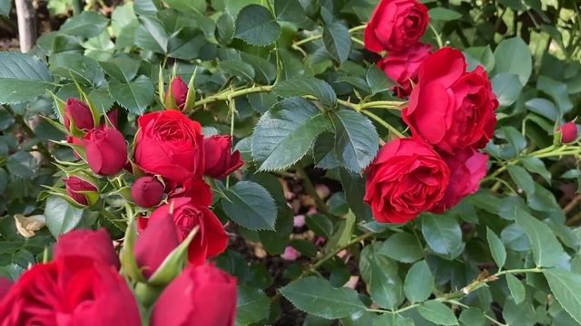 РОЗЫ. ОТЛИЧНОЕ УДОБРЕНИЕ ДЛЯ РОЗ НА ВТОРУЮ ВОЛНУ. РОЗА ДИНКИ. смотреть онлайн