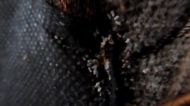 Как выглядят ПОСТЕЛЬНЫЕ КЛОПЫ и их яйца