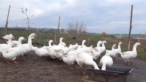 Гуси Мамуты