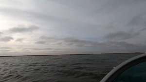 Охота на Кубани на утку. Краснодарский край Славянский район. Сезон - зима 2021 .