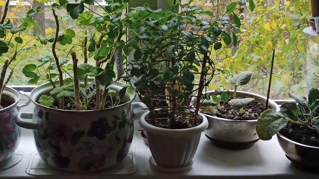 Мои комнатные цветы в октябре 2021 Видео прилагается! смотреть онлайн