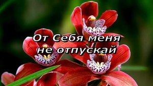 Покажи мне моё сердце. [НХМ]